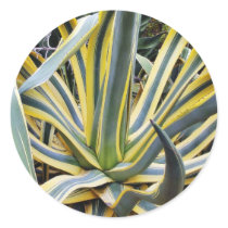An Agave Cactus Not Blue Agave Though stickers