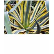An Agave Cactus Not Blue Agave Though t-shirts