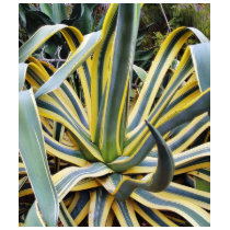 An Agave Cactus Not Blue Agave Though t-shirts