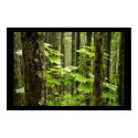 An Aged Forest posters by ReveresedBias An Aged Forest posters