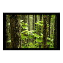An Aged Forest posters by ReveresedBias An Aged Forest posters