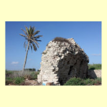 An ancient wall with a Palm tree, Caesarea, Israel posters