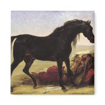 An Arabian Horse Fridge Magnet