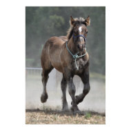 An Ardennais draft horse foal print print