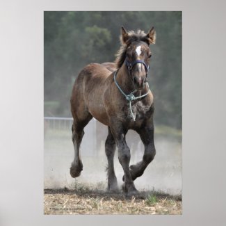 An Ardennais draft horse foal print print