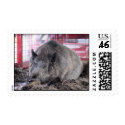 An Arkansas Razorback postage