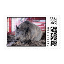An Arkansas Razorback postage