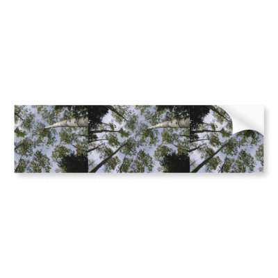 An Aspen Canopy Located On The Slope Of The San Fr Bumper Sticker by animalpark