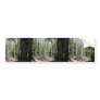 An Aspen - Fir Dominated Forest Just North And Dow Bumper Stickers