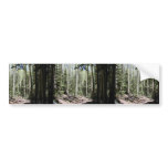 An Aspen - Fir Dominated Forest Just North And Dow Bumper Stickers