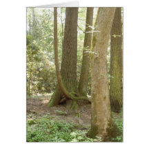 An Awkward Position (Trees) Greeting Cards