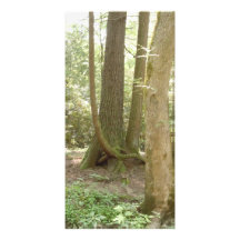 An Awkward Position (Trees) Picture Card