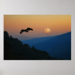 An eagles ascent print