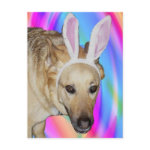 An Easter Bunny? postcard