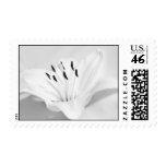 An Echo of Innocence Stamps