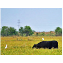 An Egret Riding A Cow Photo Cutout