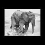 An Elephant at water canvas prints