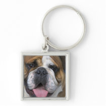 An english bulldog in Belgium. Keychains