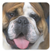 An english bulldog in Belgium. Square Stickers