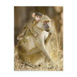 An infant Yellow Baboon(Papio Post Card