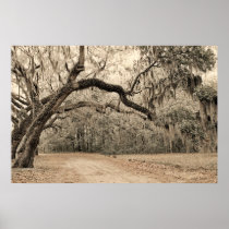 An Oak Arch Poster