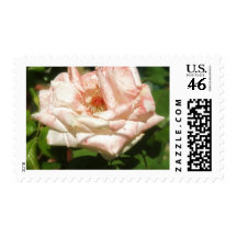 An Old Mottled White and Pink Rose Postage Stamp