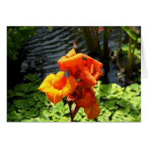 An Orange Flower in Bloom cards
