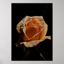 An Orange Rose, M'Lady 2 Poster