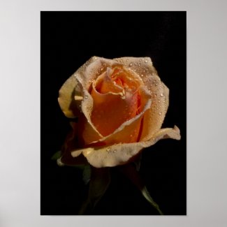 An Orange Rose, M'Lady 2 zazzle_print