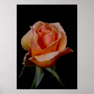 An Orange Rose, M'Lady zazzle_print