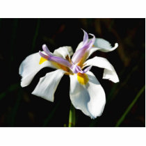An Orchid With White Petals photo sculptures by lifesphere An Orchid With White Petals photo sculptures