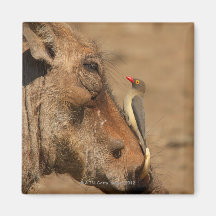An Oxpecker on a warthogs snout, Isimangaliso, Refrigerator Magnets