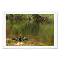Anahinga Drying its Wings Photo