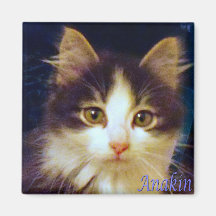 Anakin Two Legged Cat, Cute Kitten Square Magnet