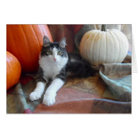 Anakin Two Legged Cat & Pumpkins Fall Cat Card