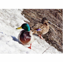 Anas Platyrhynchos Male And Female Mallards On Wat photo sculptures