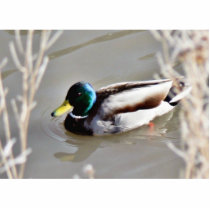 Anas Platyrhynchos Mallard Swimming In Cold Water photo sculptures