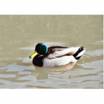 Anas Platyrhynchos Swimming Mallard photo sculptures by lifesphere Anas Platyrhynchos Swimming Mallard photo sculptures
