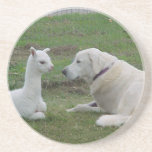 Anatolian Shepherd and Alpaca Cria Coaster
