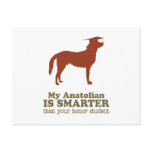 Anatolian Shepherd