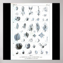 Anatomía de la Poster-Botanicals-Fruta