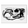 Anatomical Beaver Skull Black & White Cards