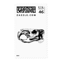 Anatomical Beaver Skull Black & White Postage