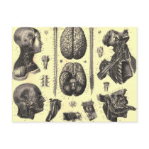 Anatomical Brain and More Post Card