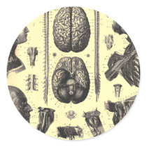 Anatomical Brain and More Stickers