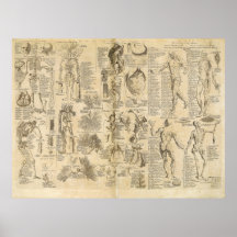 Anatomical Chart from Cyclopaedia 1728 Posters