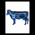 Anatomical Cute Cow postcards