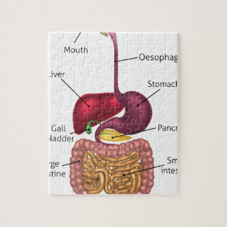 Digestive System Jigsaw Puzzles | Zazzle