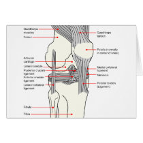 Anatomical Diagram of a Human Right Knee Joint Cards