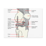 Anatomical Diagram of a Human Right Knee Joint Postcard